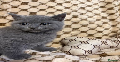 British Shorthair cats - Advert 1