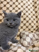 British Shorthair cats - Advert 7