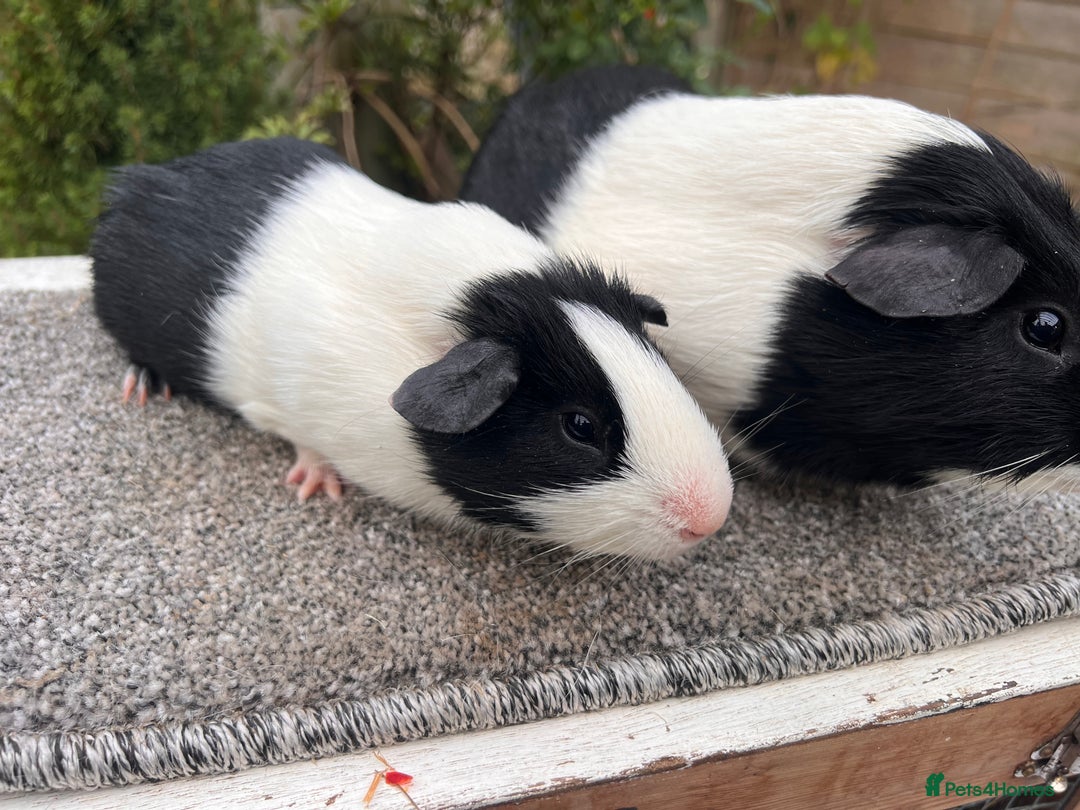 Guinea Pig rodents for sale: Pair of bonded boars - Father and son - Advert 8