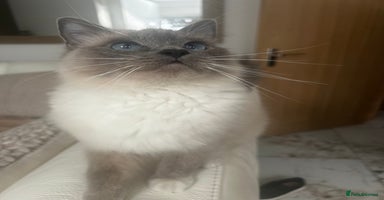 Ragdoll cats - Advert 11