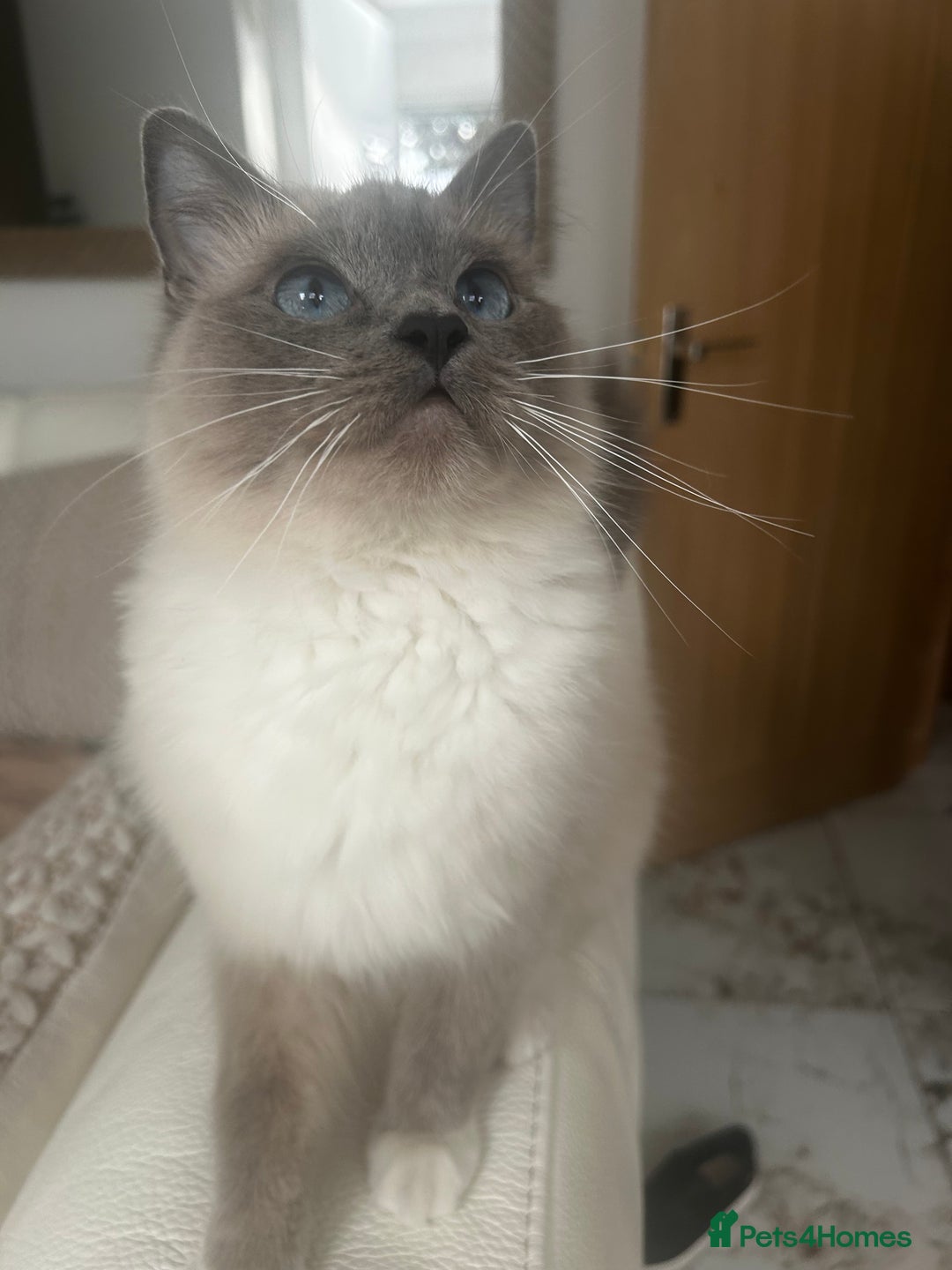 Ragdoll cats for sale: Ragdolls - Image 2