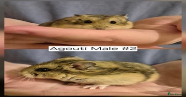 Hamster rodents Stunning Pedigree campbell dwarf hamsters  - Advert 5