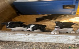 Border Collie dogs for sale: Border collies for sale - Image 2