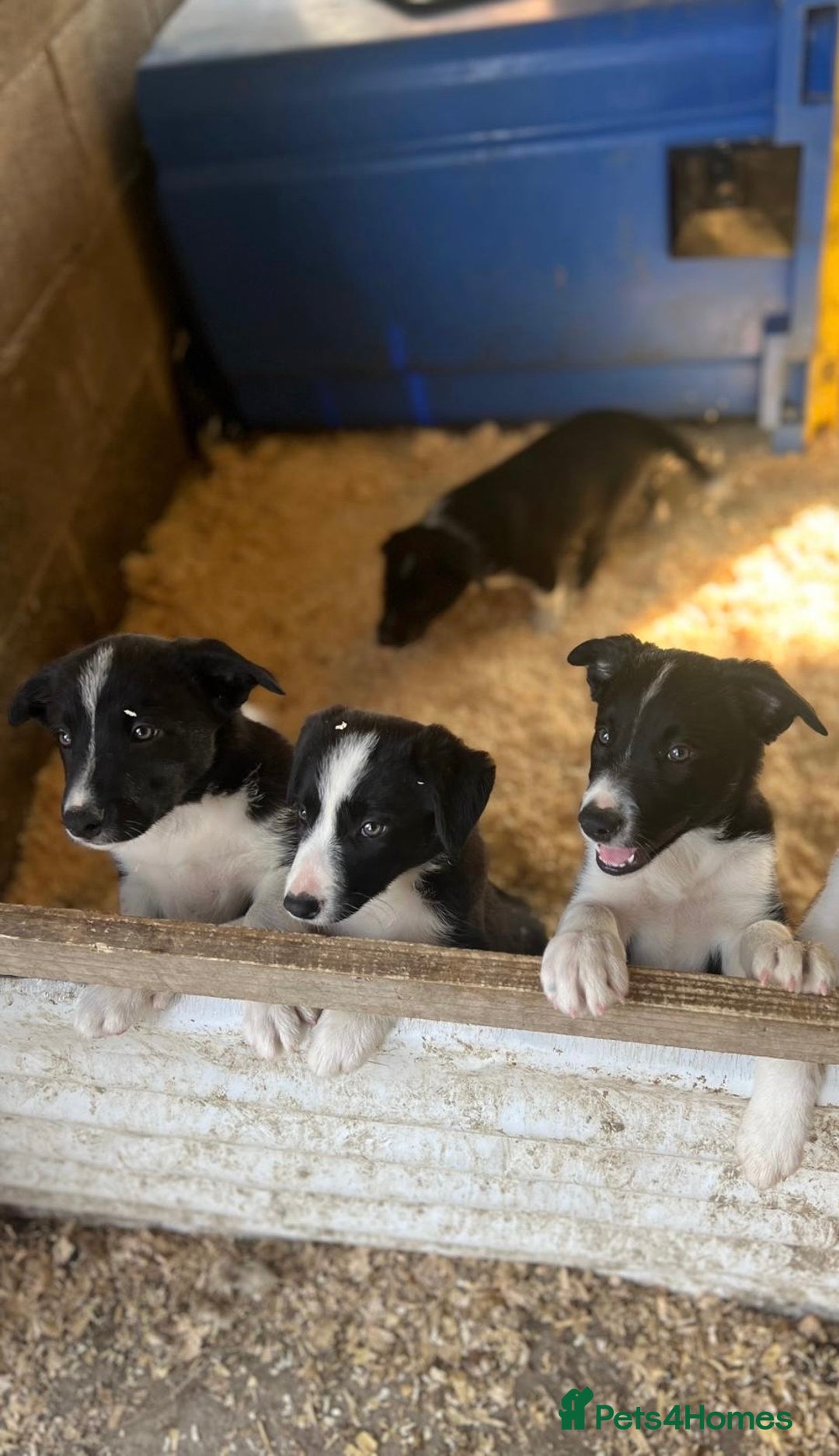 Border Collie dogs for sale: Border collies for sale - Image 2