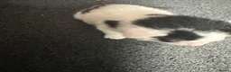 Mixed Breed cats for sale: Kitten - Advert 3