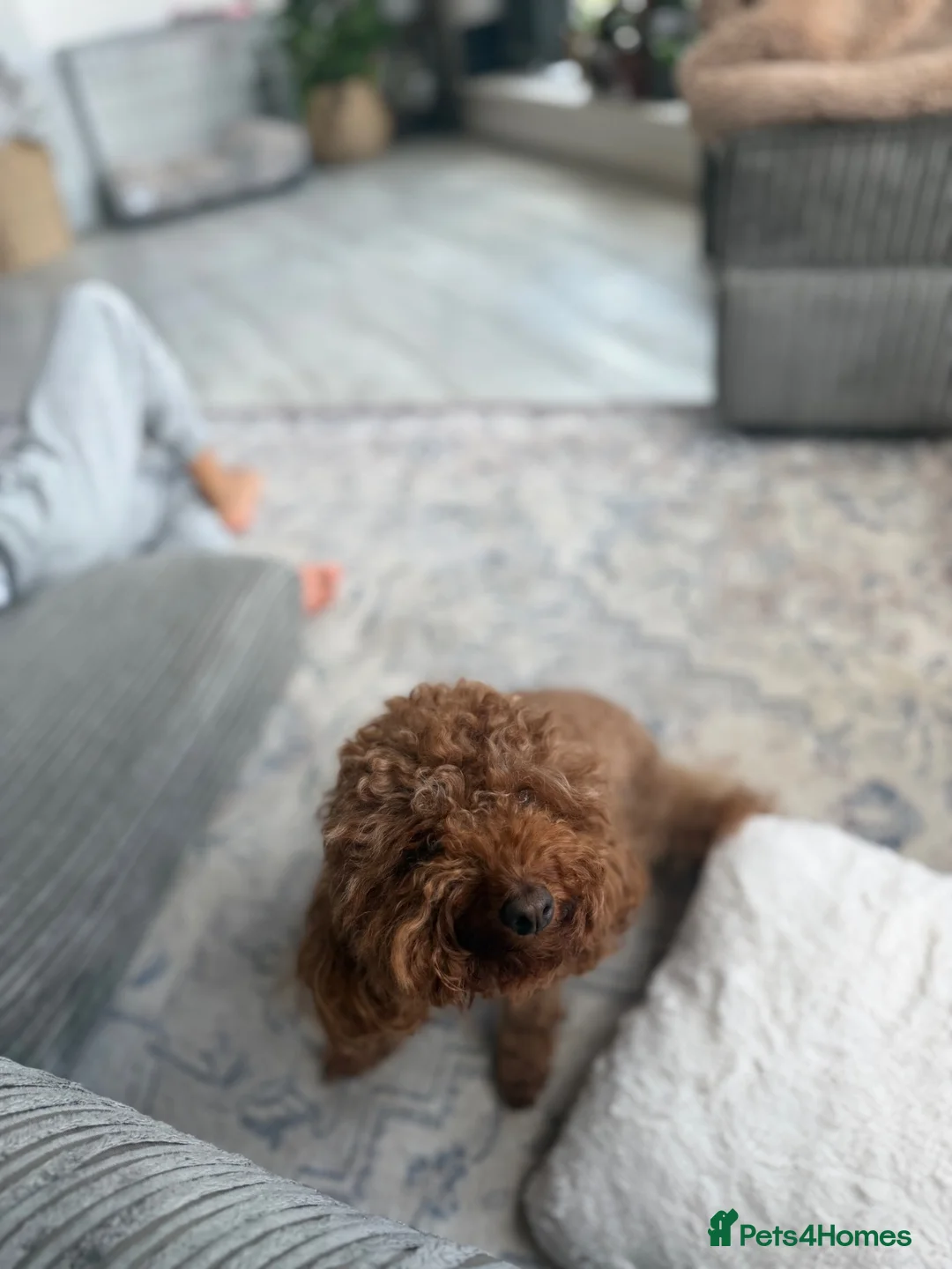 Toy Poodle dogs for sale: Toy poodle  - Advert 2