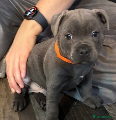 Staffordshire Bull Terrier dogs - Advert 3