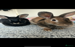 Mixed Breed rabbits for sale: Silver back rabbits - Image 1