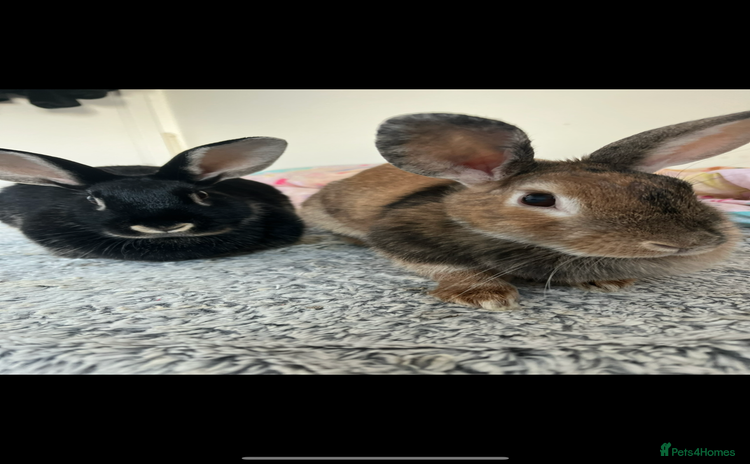 Mixed Breed rabbits - Advert 1
