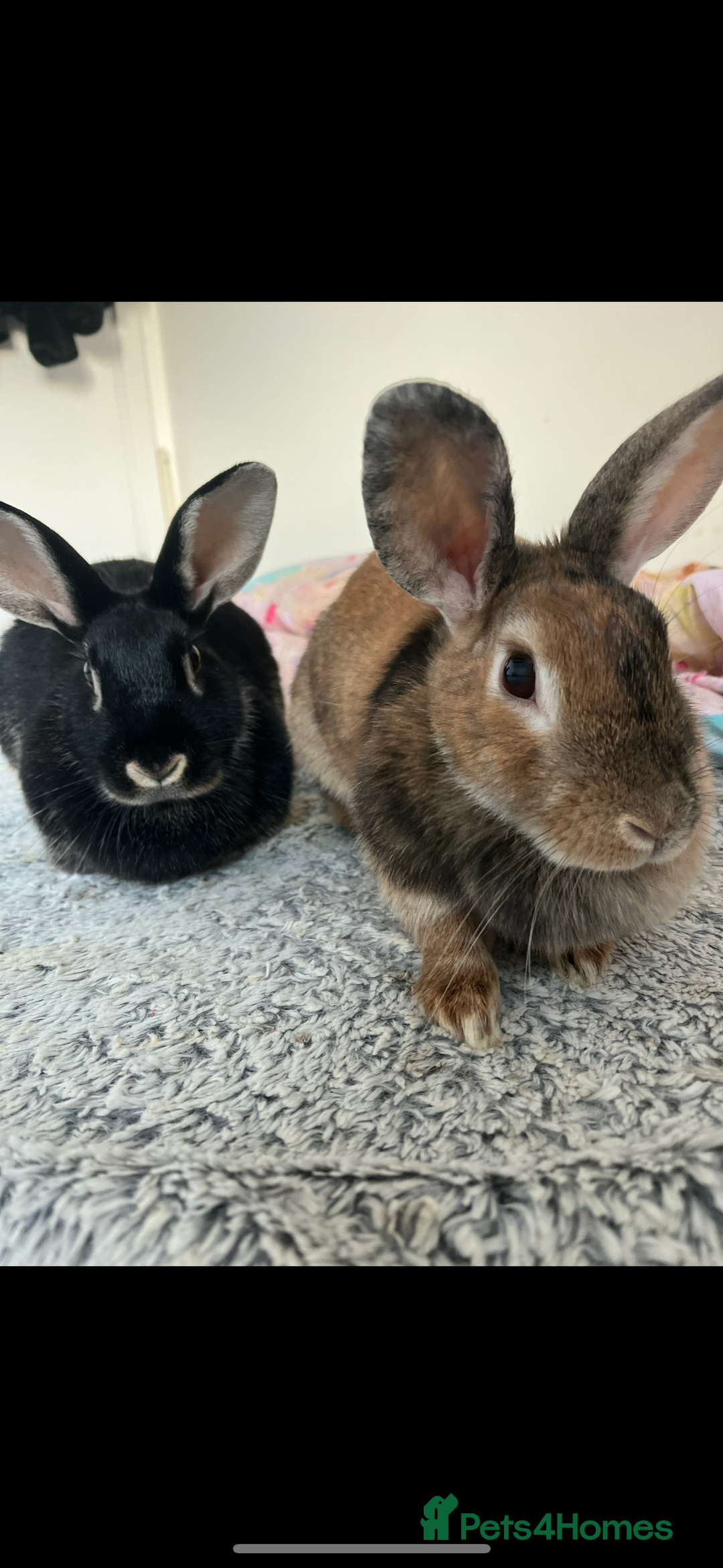 Mixed Breed rabbits for sale: Silver back rabbits - Image 1