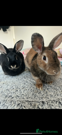 Mixed Breed rabbits - Advert 3