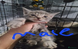 Ragdoll cats for sale: Kittens for sale - Image 13