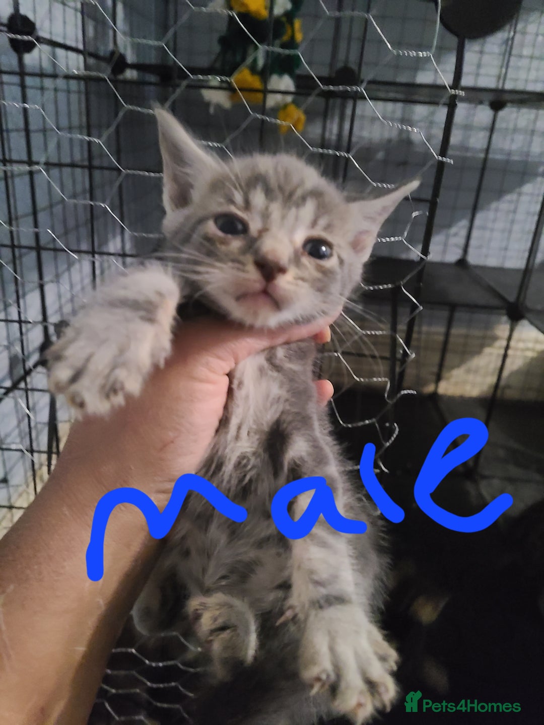 Ragdoll cats for sale: Kittens for sale - Image 13
