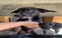 Mixed Breed dogs for adoption: Banjo, 1 yr approx. Available for adoption. - Image 4