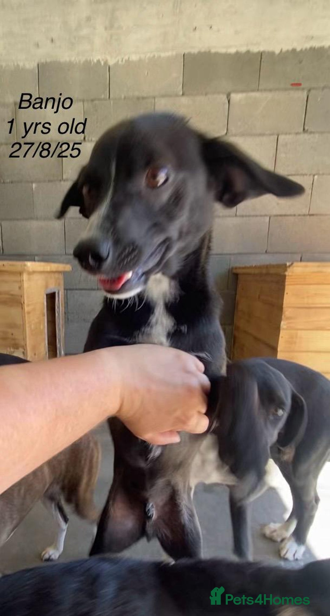 Mixed Breed dogs for adoption: Banjo, 1 yr approx. Available for adoption. - Image 4