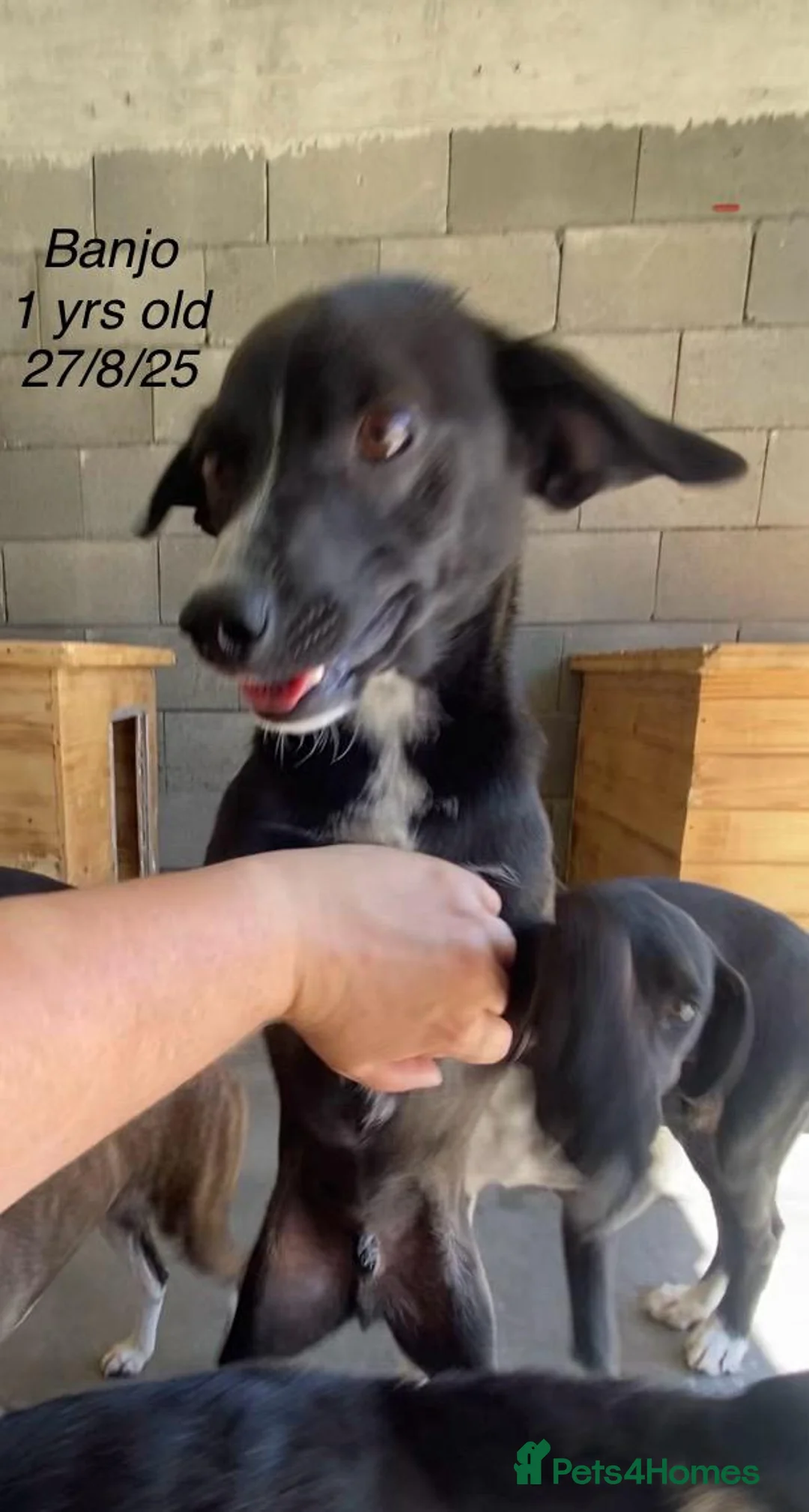 Mixed Breed dogs for adoption: Banjo, 1 yr approx. Available for adoption. - Advert 6