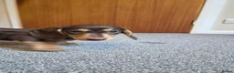 Miniature Dachshund dogs for sale: Male Mini Dachshunds  - Advert 3