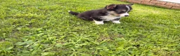 Welsh Corgi Pembroke dogs for sale: Kc pembroke corgi puppies - Advert 7