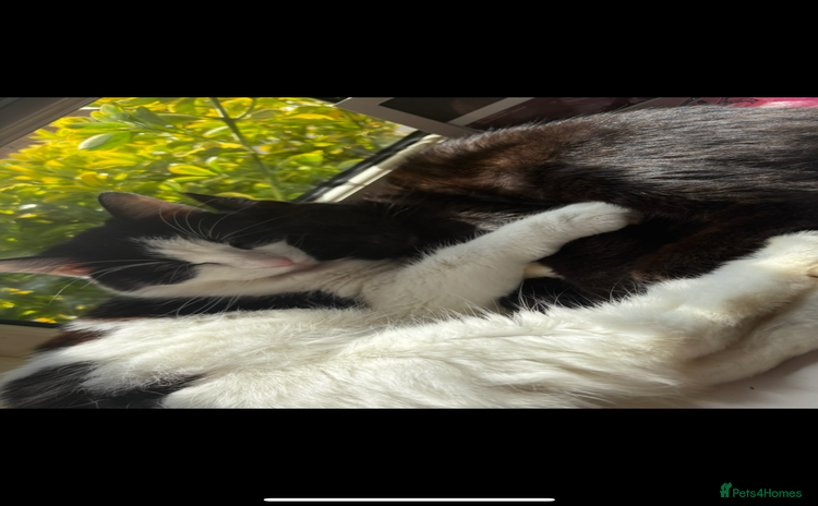 Mixed Breed cats - Advert 3