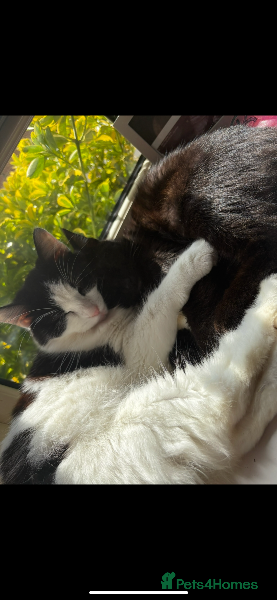 Mixed Breed cats for sale: 2 cats (sisters) free!!! - Image 1