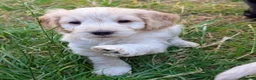 Cockapoo dogs for sale: Licensed breeder, health tested F1 cockapoos - Advert 29