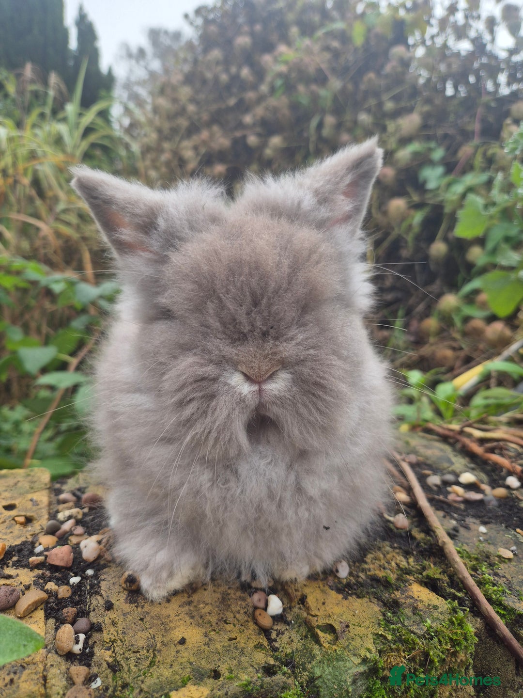 Angora rabbits for sale: Teddydwerg babies 💓💙 READY NOW 😍  - Advert 17