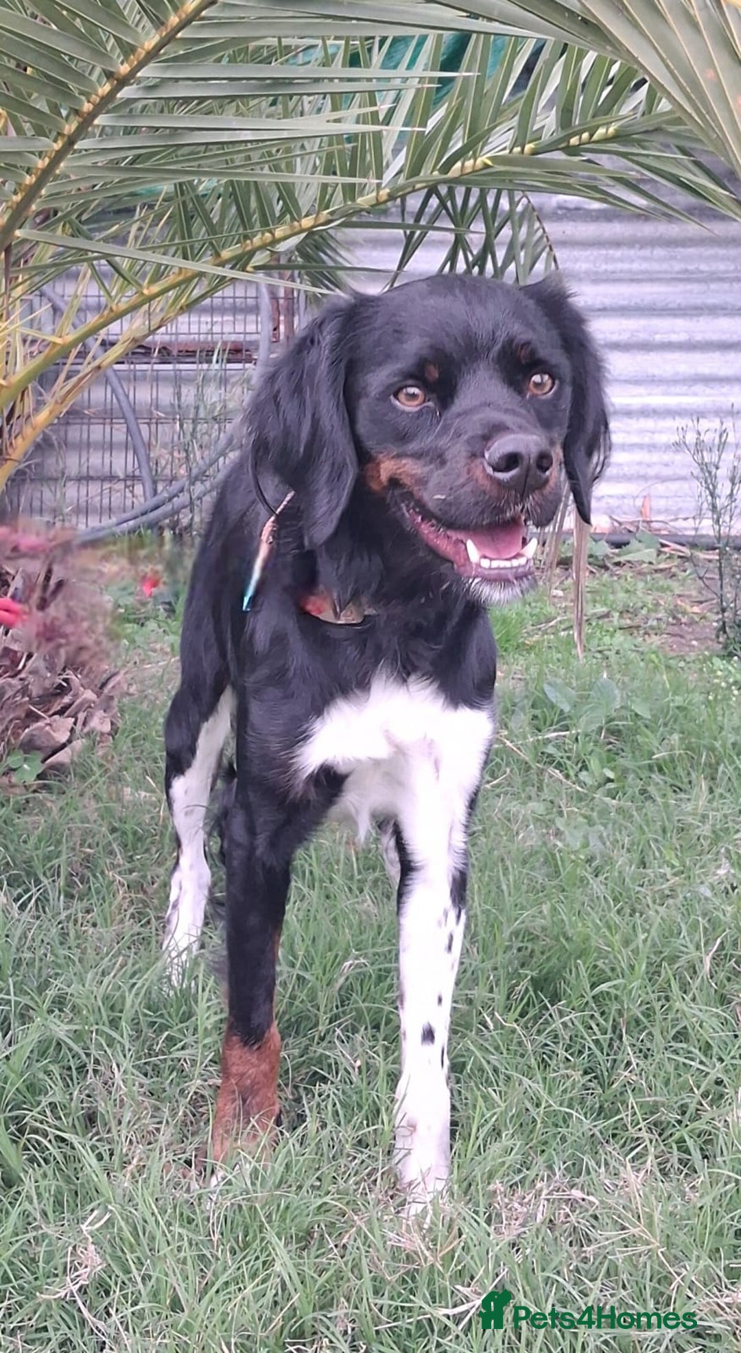 Mixed Breed dogs for adoption: Be BROODY's Best Friend.... - Advert 10