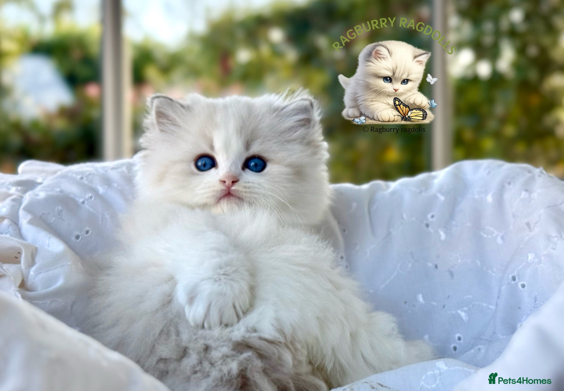 Ragdoll cats for sale: Elegant & stunning kittens  - Advert 1
