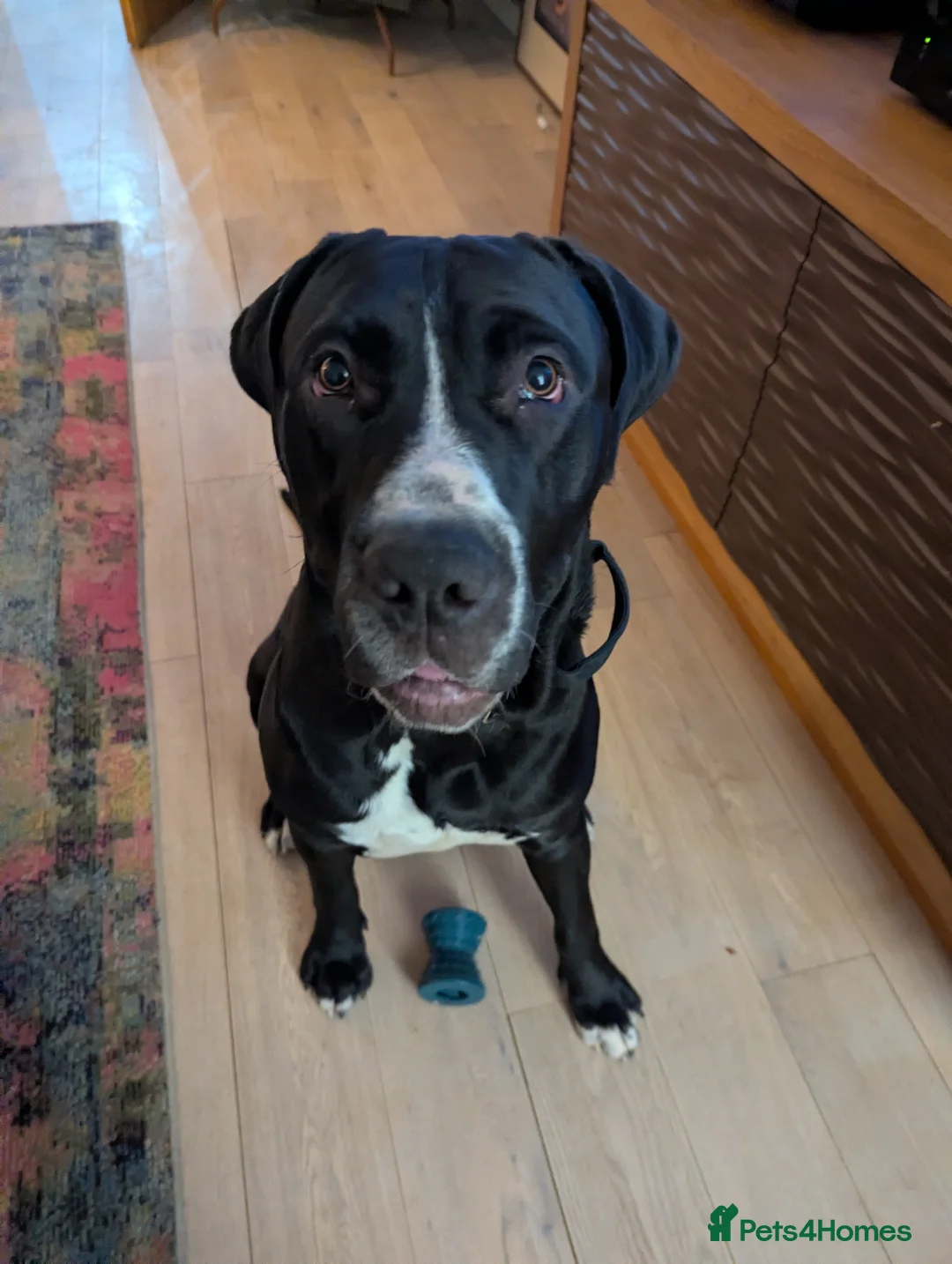 Mixed Breed dogs for sale: Great Dane cross  - Advert 1