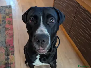 Mixed Breed dogs Great Dane cross - Advert 1