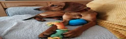 Mixed Breed dogs for adoption: Winnie Beautiful girl Looking for Forever Home  in Wirral - Advert 23
