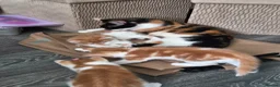 Maine Coon cats for sale: 3 gorgeous orange and white boys in Durham - Advert 12