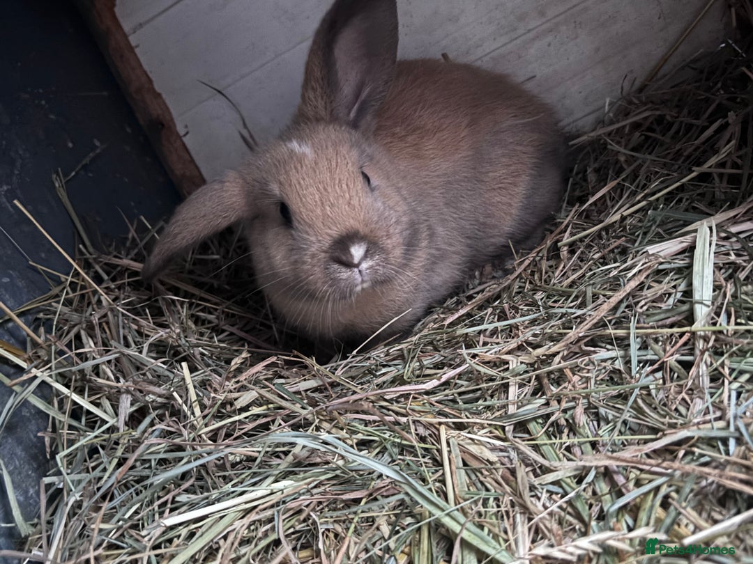 Mixed Breed rabbits for sale: Three gorgeous rabbits  - Advert 3