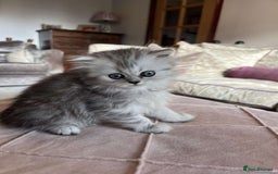 Persian cats for sale: Persian chinchilla x Scottish fold  - Image 3