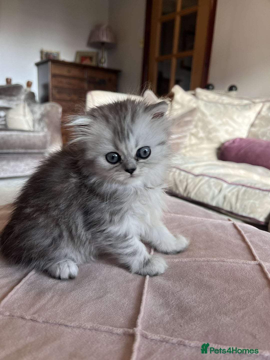 Persian cats for sale: Persian chinchilla x Scottish fold  - Image 3