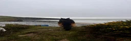 German Shepherd dogs for stud: German Shepard Hugo  in Waltham Cross - Advert 8