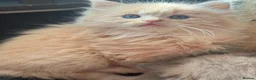 Ragdoll cats for sale: TICA Reg Rare Cherubim Ragdolls - Advert 11