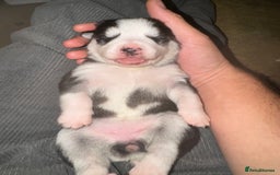 Mixed Breed dogs for sale: Shepsky cross Puppies  - Image 8