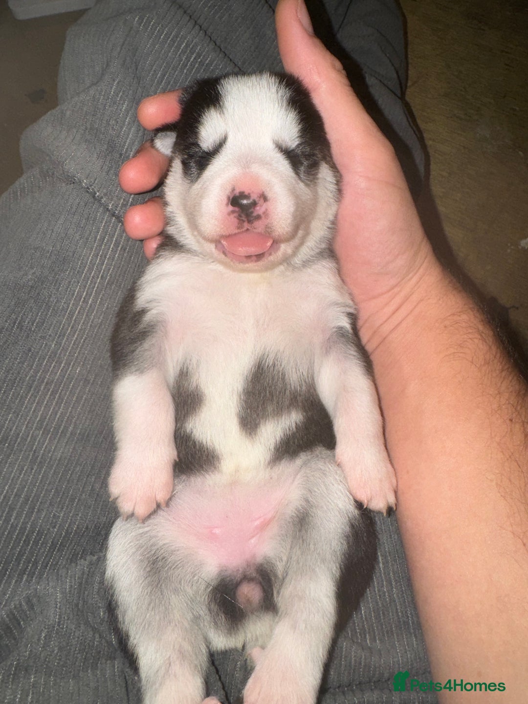 Mixed Breed dogs for sale: Shepsky cross Puppies  - Image 8