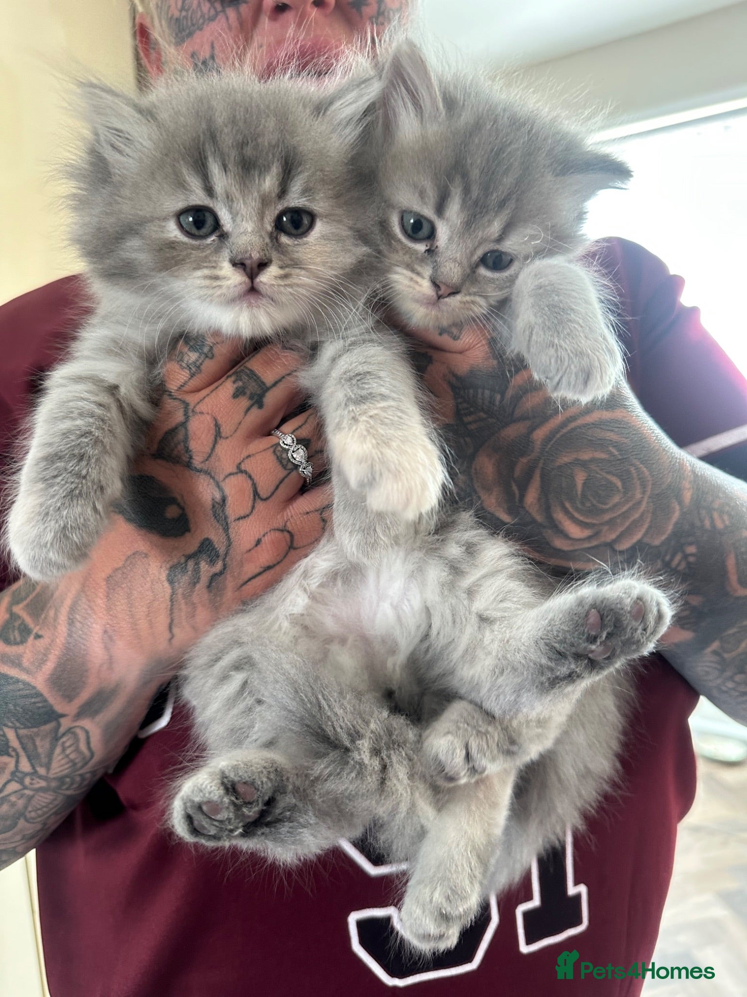 Perdoll cats Persian babies  - Advert 1