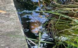 Koi Carp fish for sale: 3 Koi fish for sale - Image 12