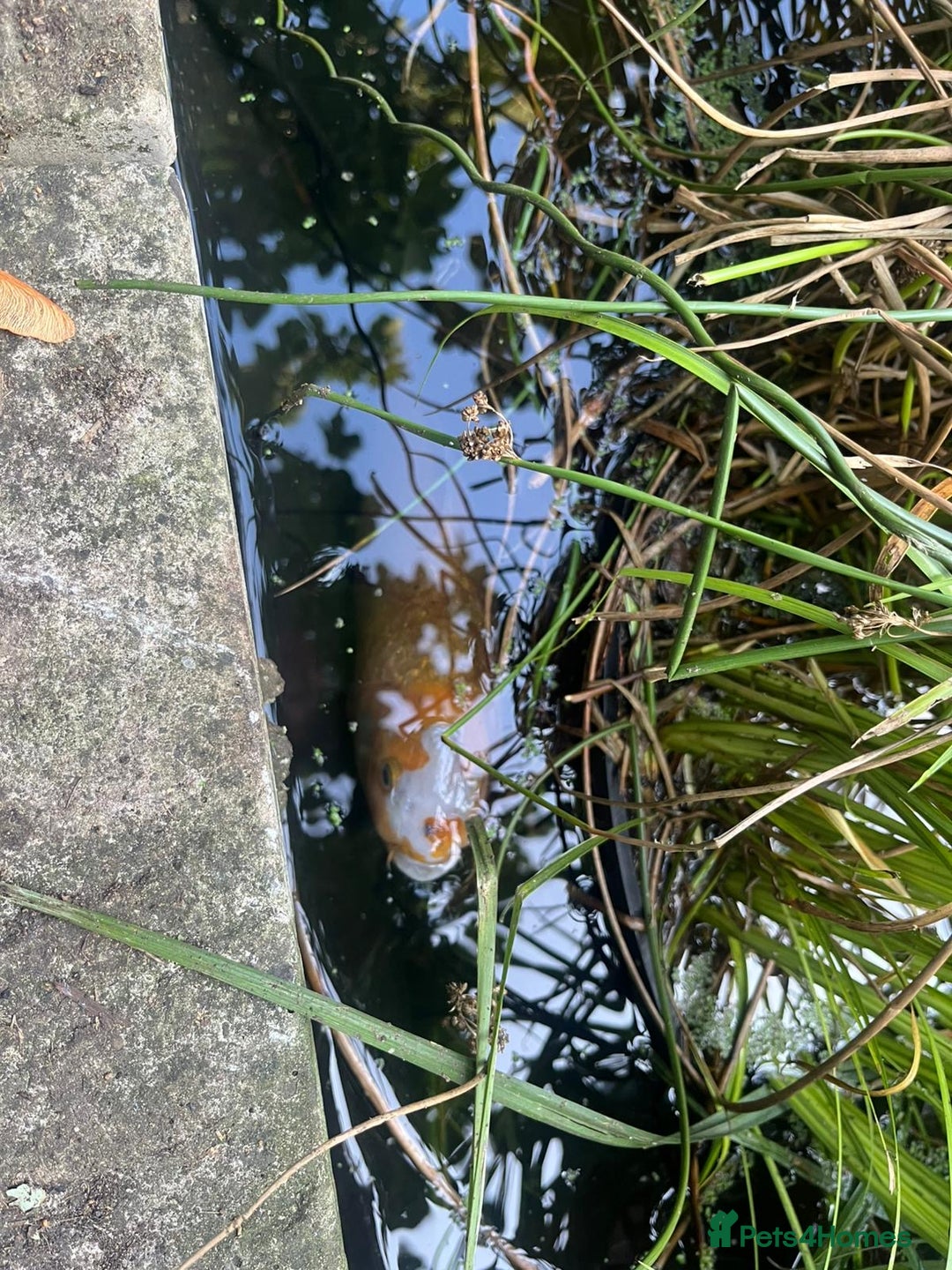 Koi Carp fish for sale: 3 Koi fish for sale - Image 12