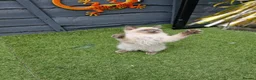 Ragdoll cats for sale: GCCF Registered Ragdoll Kittens  - Advert 3