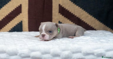 English Bulldog dogs - Advert 8