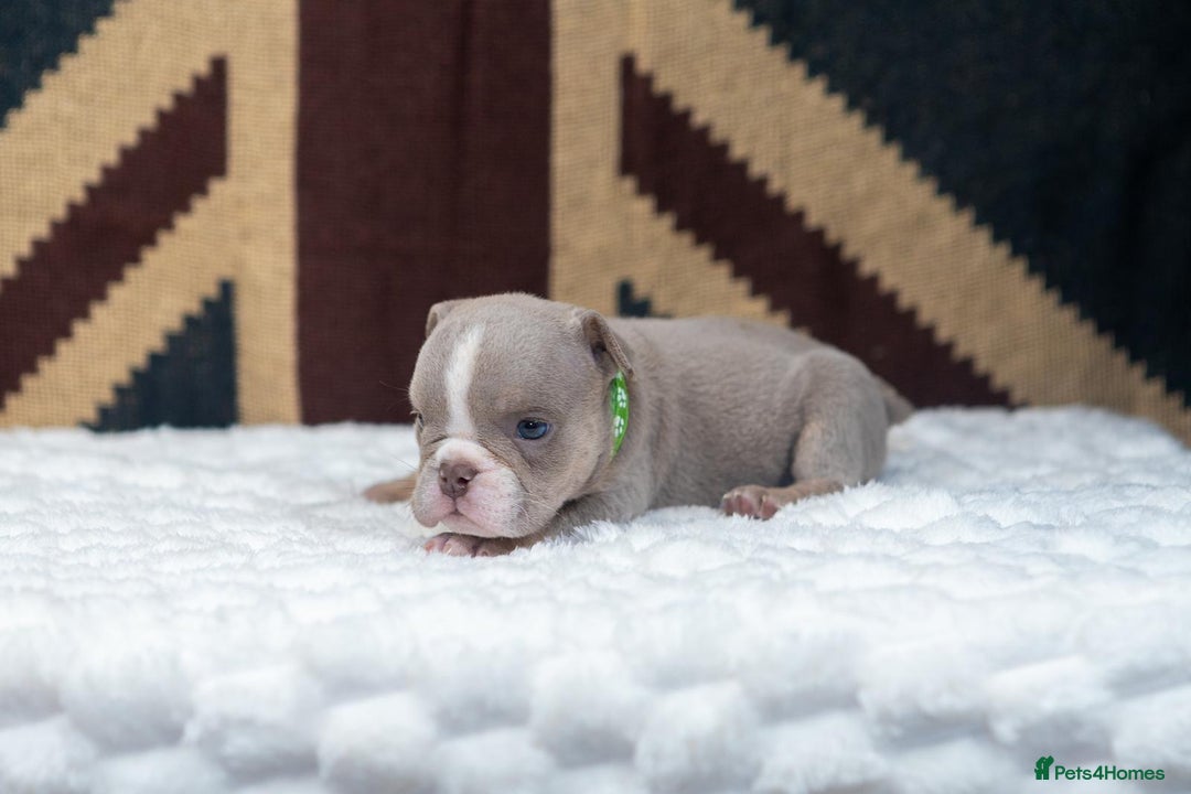 English Bulldog dogs for sale: For sale: 7 English Bulldog Puppies - Image 3