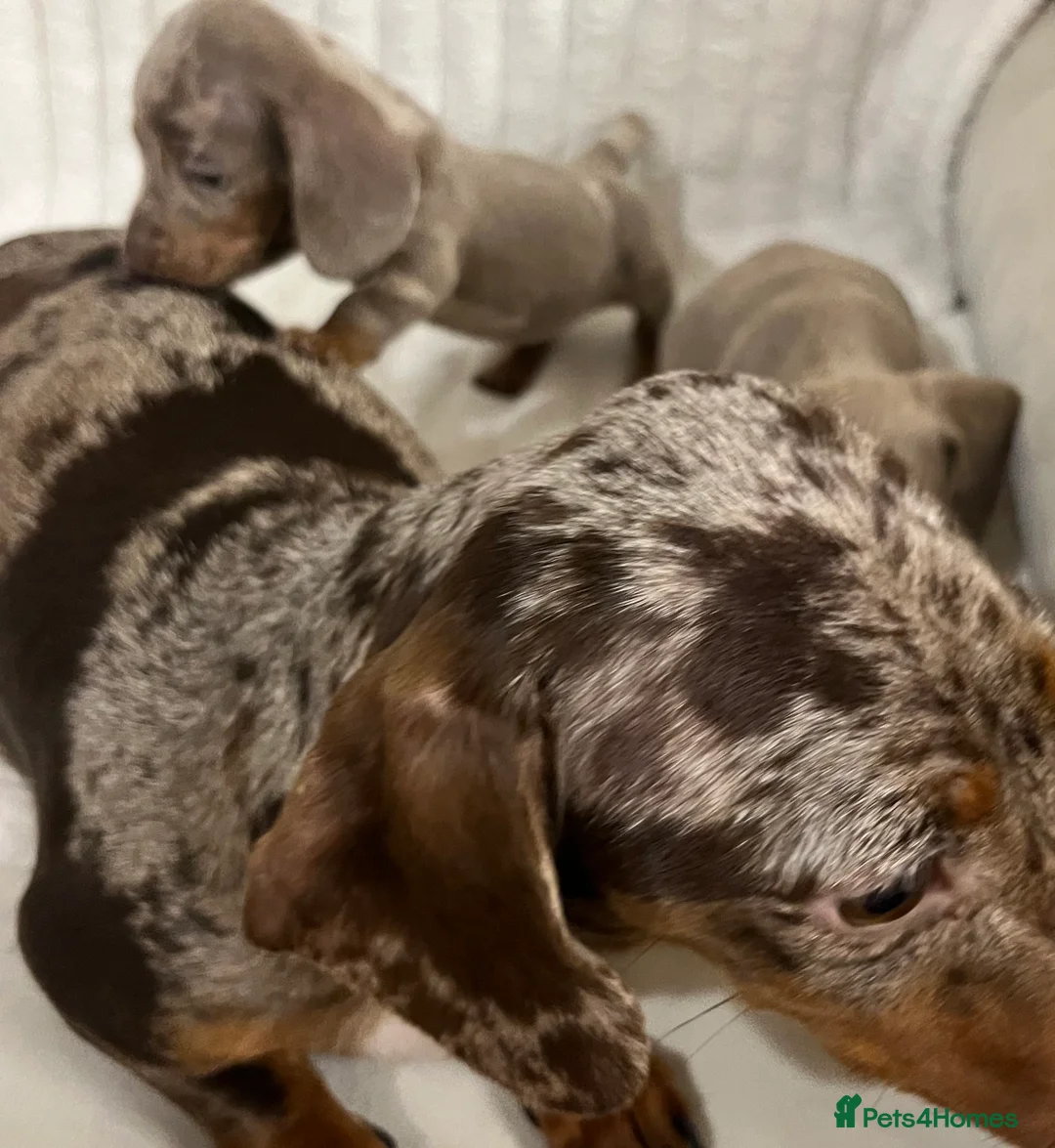 Miniature Dachshund dogs for sale: Stunning Isabella mini dachshund puppies - Advert 12