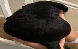Mixed Breed dogs for sale: Meet our Beautiful Little Frockers ! - Image 25