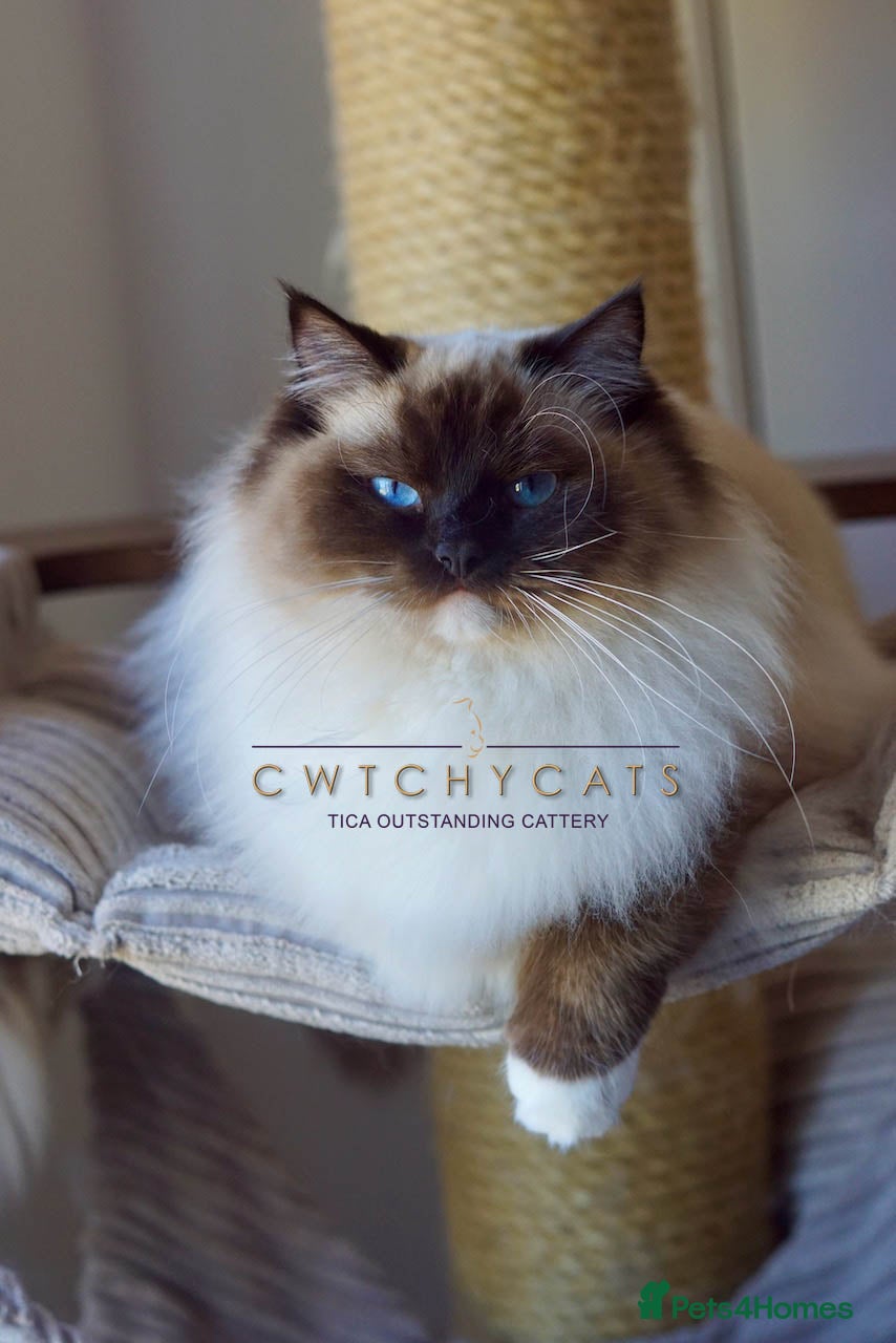 Ragdoll cats Pedigree Adult Ragdoll - Advert 3
