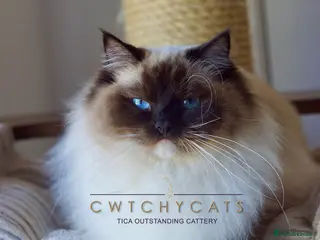 Ragdoll cats Pedigree Adult Ragdoll - Advert 1