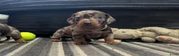 Dachshund dogs for sale: Gorgeous Smooth-Haired Dachshund Puppies - Advert 34